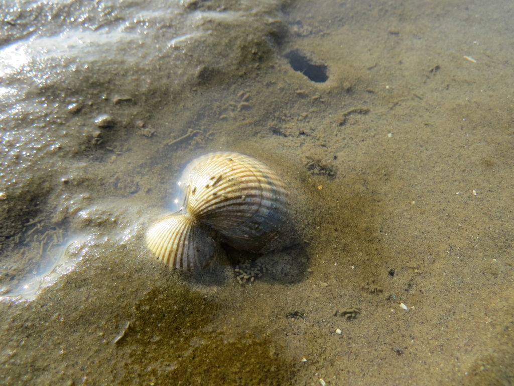 culinaire-vaartochten-op-waddenzee-jan-rotgans